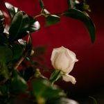 St Bartholomew the Great Wedding London Documentary Photographer